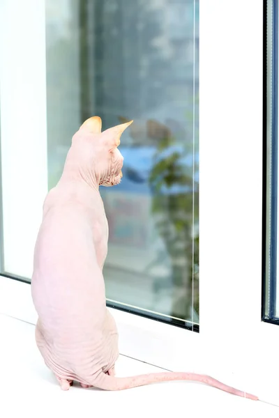 Sfinga kočka na okně — Stock fotografie