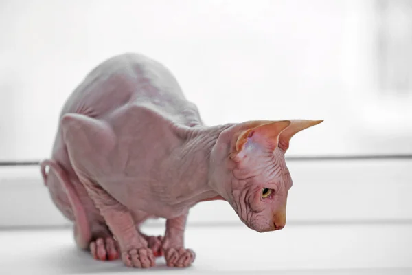 Сфинкс-кот на подоконнике — стоковое фото