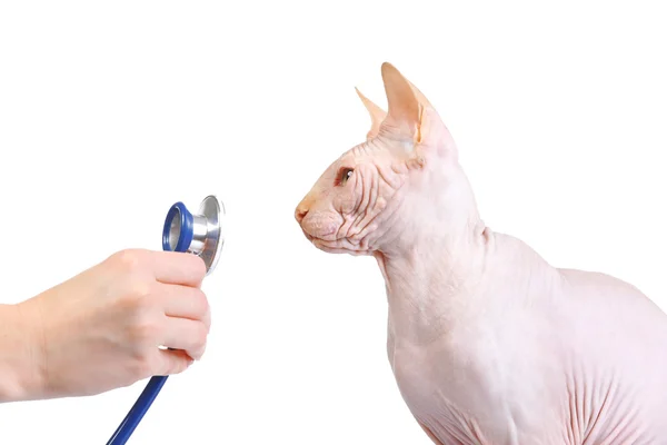 分離された獣医で猫スフィンクス — ストック写真