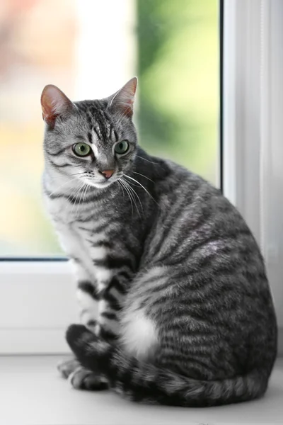Beautiful cat near window close-up — Stock Photo, Image