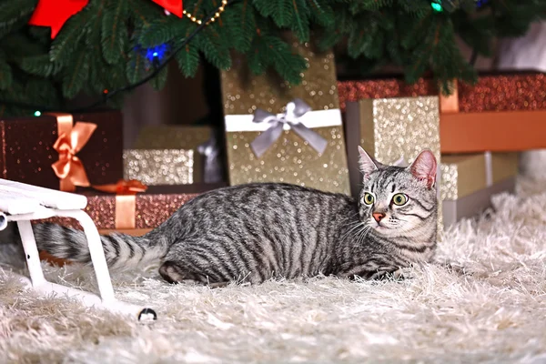 Vacker katt nära julgran — Stockfoto