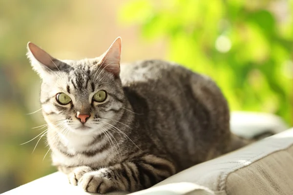 Schöne Katze auf dem Sofa in Nahaufnahme — Stockfoto