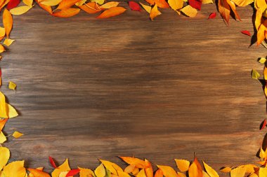 sonbahar yaprakları arka plan