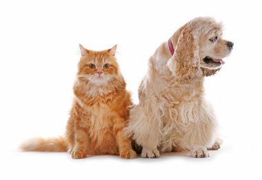 Amerikan cocker spaniel ve kırmızı kedi birlikte beyaz izole