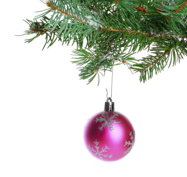 Noel biblo üzerine beyaz izole bir köknar dalı