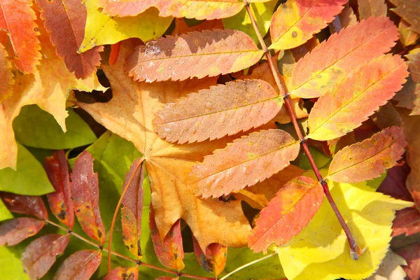 Hojas de otoño colorido — Foto de Stock