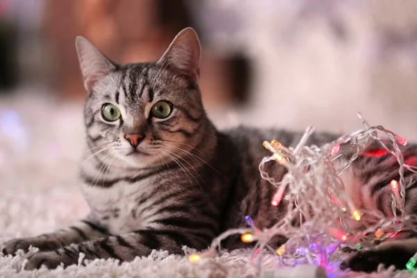Schöne Katze in der Nähe des Weihnachtsbaums — Stockfoto