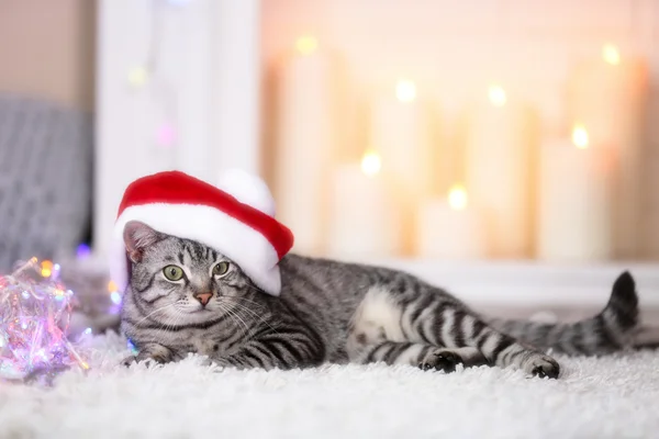 Gato no fundo de luz — Fotografia de Stock