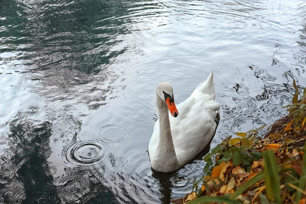 Schöner Schwan auf dem Teich in einem herbstlichen Park — Stockfoto