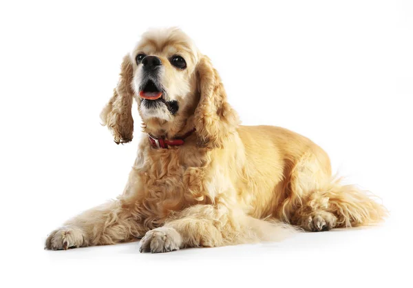 American cocker spaniel isolado em branco — Fotografia de Stock