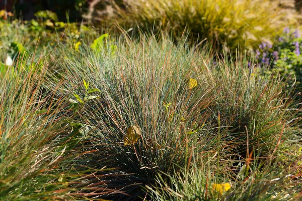 Fluffy bush in sunlight — Stock Photo, Image