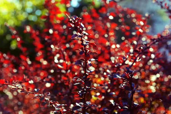 Барвисті пурпурний листя — стокове фото