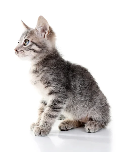 Cute little grey kitten, isolated on white — Stock Photo, Image