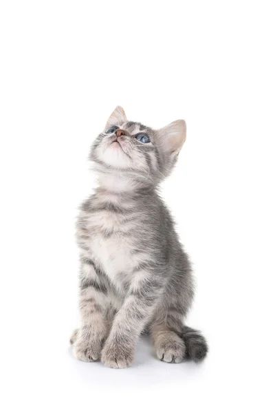 Симпатичный маленький серый котенок, изолированный на белом — стоковое фото
