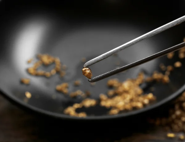 Siyah zemin üzerine altın nugget tahıl, holding cımbız yakın çekim — Stok fotoğraf