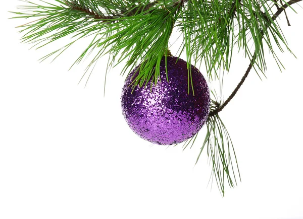 Bauble viola di Natale su un ramo di abete, isolato su bianco — Foto Stock