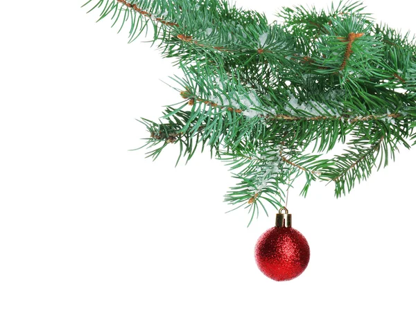 Bauble vermelho de Natal em um ramo de abeto, isolado em branco — Fotografia de Stock