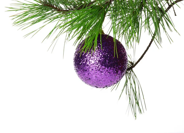Christmas purple bauble on a fir branch, isolated on white — Stock Photo, Image