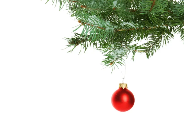 Christmas red bauble on a fir branch, isolated on white Stock Picture