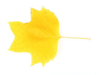 güzel sonbahar yaprak