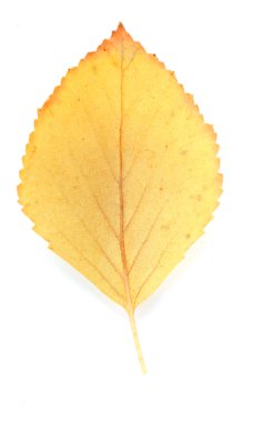 güzel sonbahar yaprak