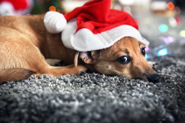 Garland ve Santa şapka Noel arka plan üzerinde küçük şirin komik köpek