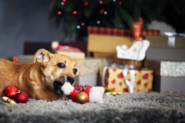 Noel hediyeler arka plan üzerinde Santa şapka ile oynayan küçük şirin komik köpek