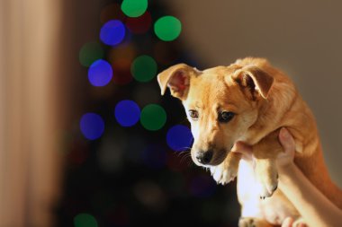 Bulanık küçük komik şirin köpek el üstünde Noel arka plan