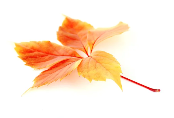 아름 다운가 잎 — 스톡 사진