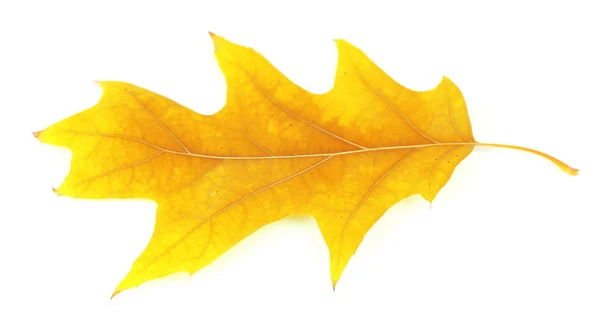 Красивый осенний лист — стоковое фото
