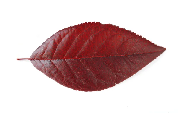 Красивый осенний лист — стоковое фото