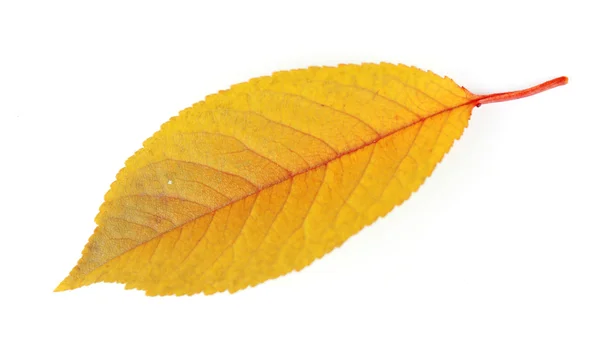 Hermosa hoja de otoño — Foto de Stock