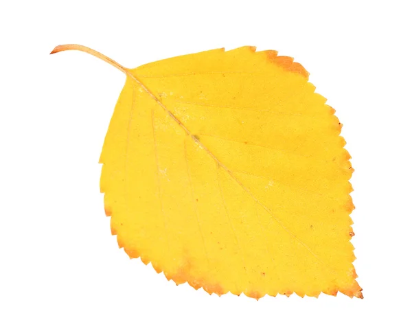 Schönes Herbstblatt — Stockfoto