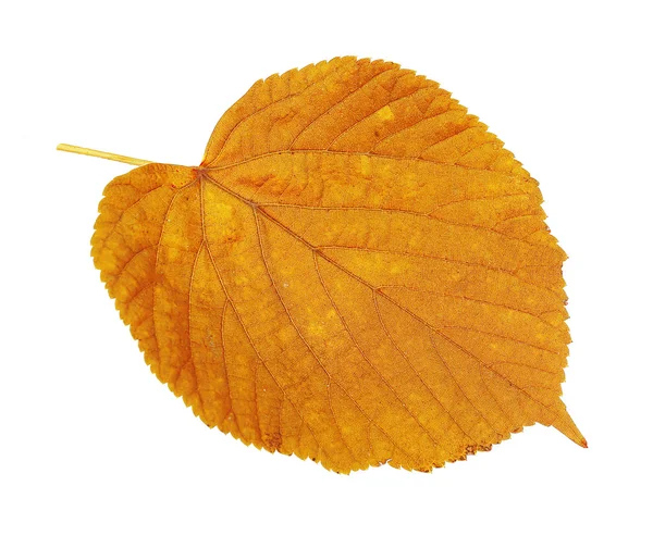 Hermosa hoja de otoño — Foto de Stock