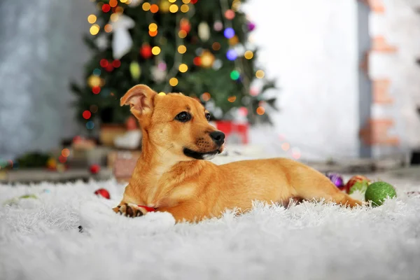 Kleiner süßer lustiger Hund, der mit Weihnachtsmütze auf dem Hintergrund des Weihnachtsbaums spielt — Stockfoto