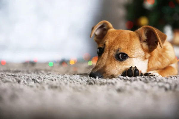 Pequeño lindo perro divertido que pone en la alfombra en el fondo del árbol de Navidad — Foto de Stock