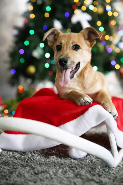 Pequeno cão engraçado bonito que coloca no trenó branco no fundo da árvore de Natal — Fotografia de Stock