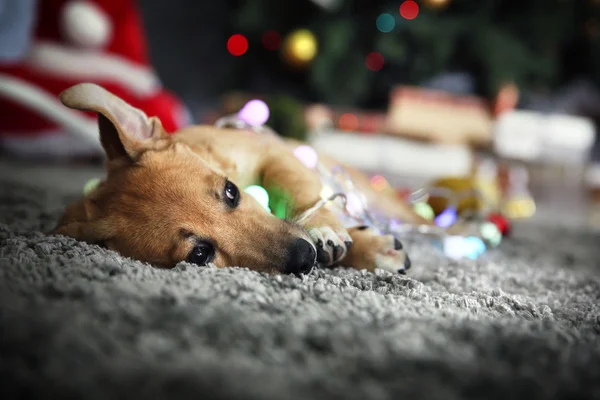 Pequeño perro divertido lindo con guirnalda en el fondo de Navidad — Foto de Stock