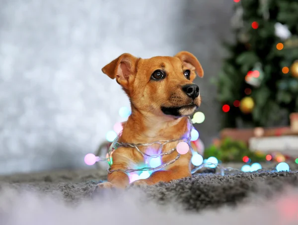 Pequeño perro divertido lindo con guirnalda en el fondo de Navidad — Foto de Stock