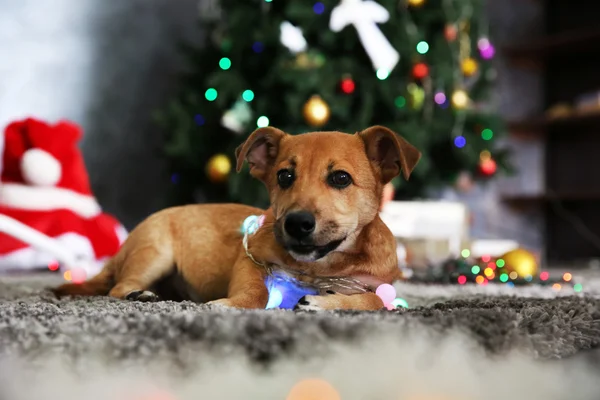 Piccolo simpatico cane divertente con ghirlanda sullo sfondo di Natale — Foto Stock