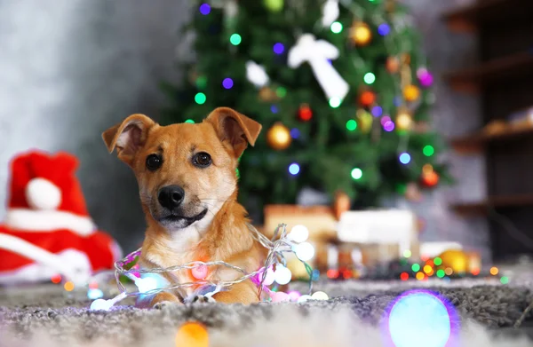 Pequeno cão engraçado bonito com guirlanda no fundo de Natal — Fotografia de Stock