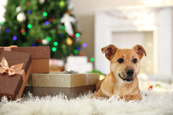 Pequeño perro divertido lindo con cajas y árbol de Navidad sobre fondo claro —  Fotos de Stock