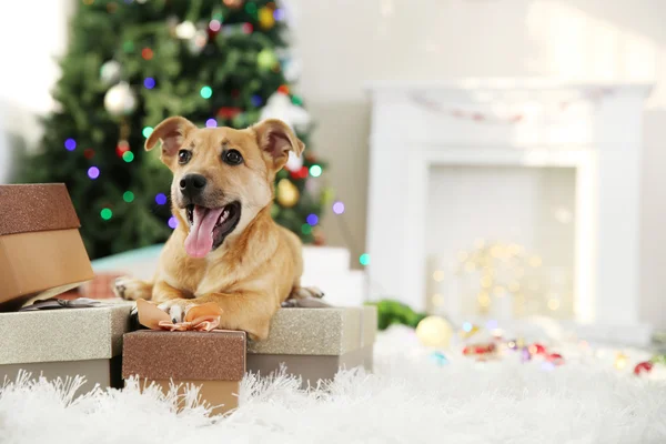 Pequeno cão engraçado bonito com caixas e árvore de Natal no fundo de luz — Fotografia de Stock