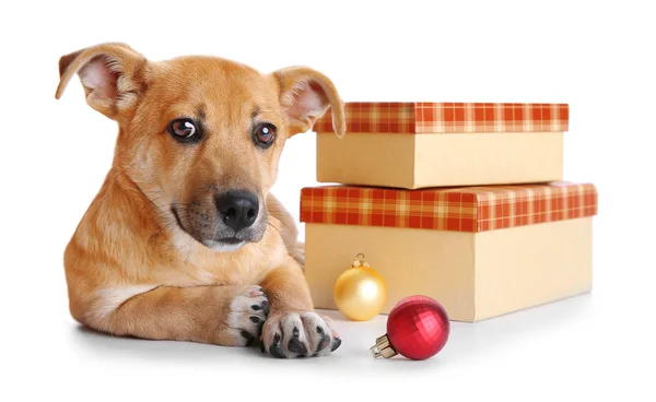 Pequeño perro lindo divertido con regalos y juguetes de Navidad, aislado en blanco — Foto de Stock