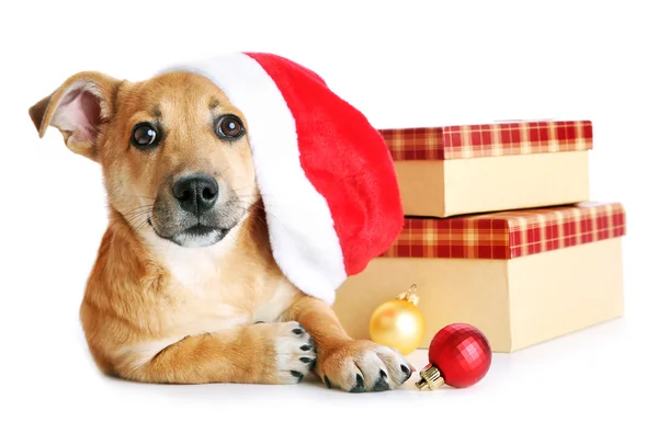 Pequeño perro divertido lindo en Santa sombrero con cajas y juguetes de Navidad, aislado en blanco —  Fotos de Stock