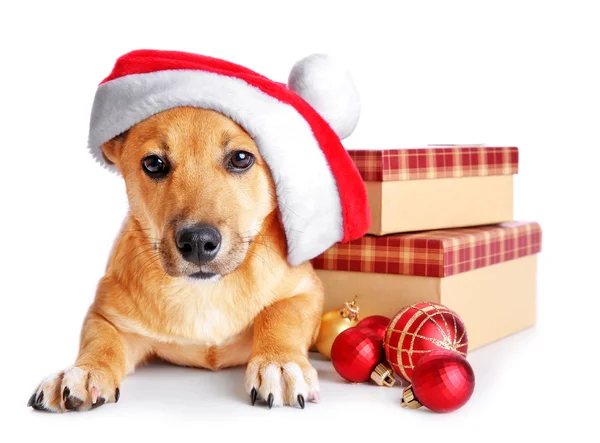 Small cute funny dog in Santa hat with boxes and Christmas toys, isolated on white — Stock Photo, Image