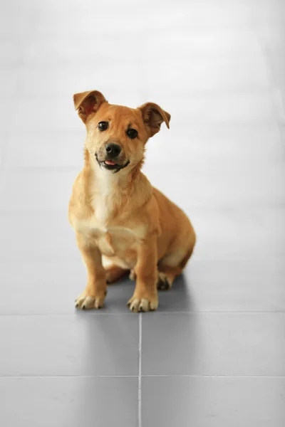 Liten söt rolig hund sitter på golvet vid studio eller hem — Stockfoto