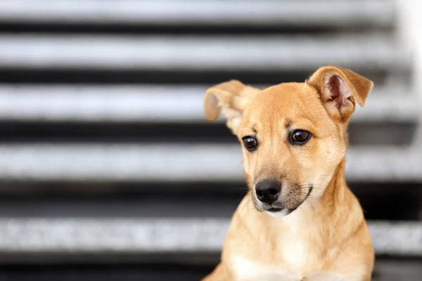 Pequeno cão engraçado bonito nas escadas — Fotografia de Stock