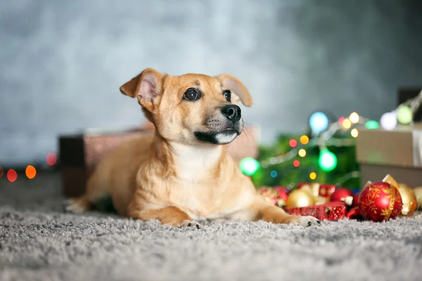 Piccolo simpatico cane divertente con regali di Natale e accessori su sfondo chiaro — Foto Stock