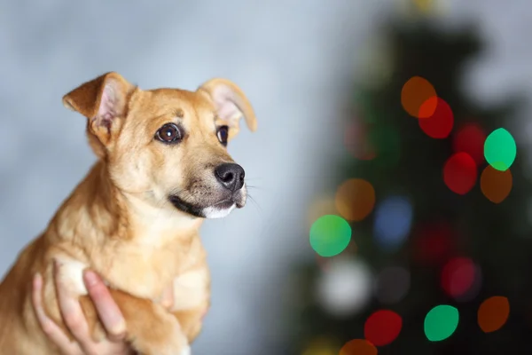 Pequeno cão engraçado bonito segurando em mãos no fundo da árvore de Natal — Fotografia de Stock